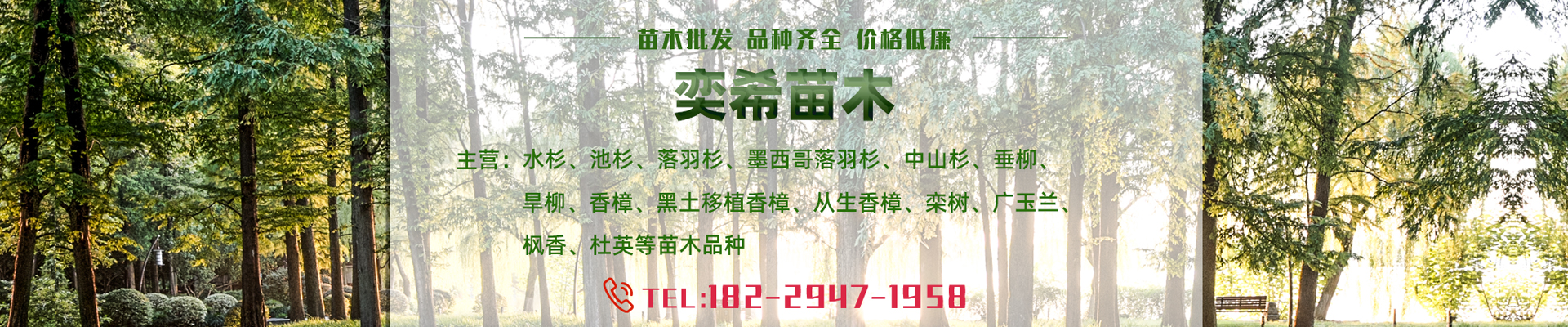 湖南奕?；ɑ軋@林有限責(zé)任公司_水杉 池杉 落羽杉 墨西哥落羽杉 中山杉 垂柳 香樟 欒樹 廣玉蘭 羅漢松
