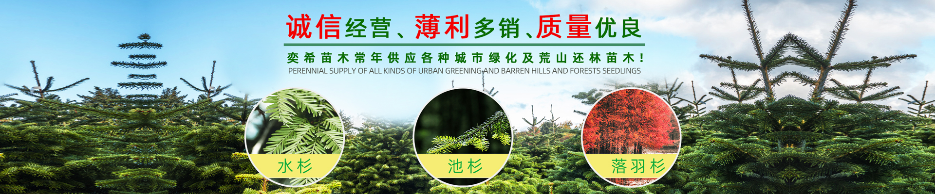 湖南奕?；ɑ軋@林有限責(zé)任公司_水杉 池杉 落羽杉 墨西哥落羽杉 中山杉 垂柳 香樟 欒樹 廣玉蘭 羅漢松