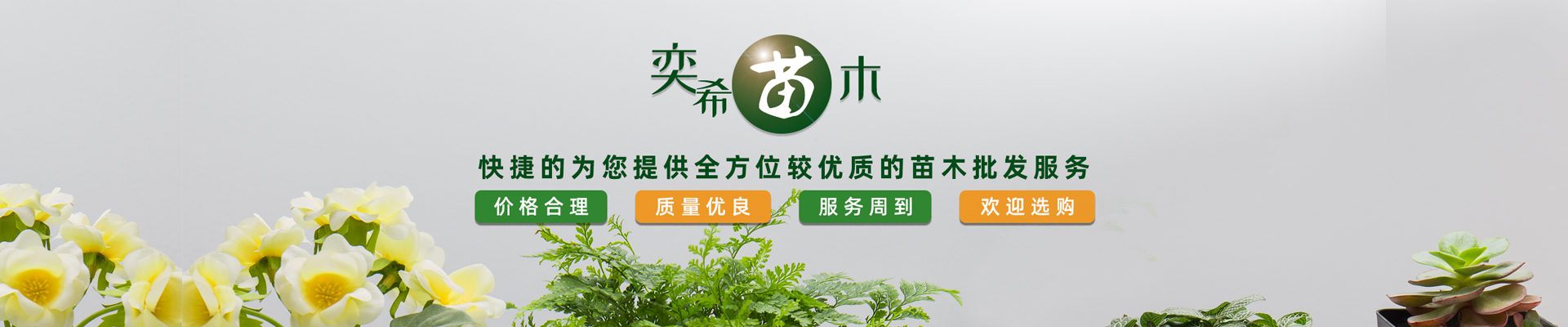 湖南奕?；ɑ軋@林有限責(zé)任公司_水杉 池杉 落羽杉 墨西哥落羽杉 中山杉 垂柳 香樟 欒樹 廣玉蘭 羅漢松